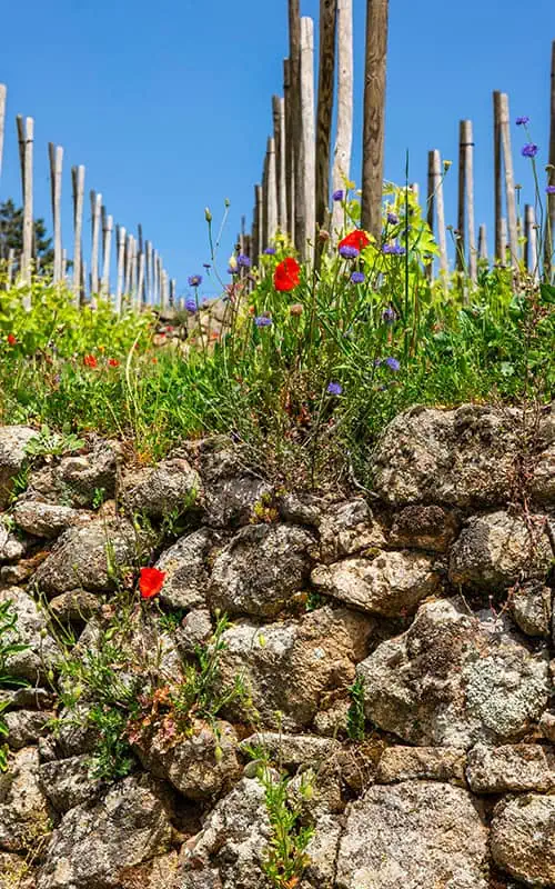 Condrieu Vinyard