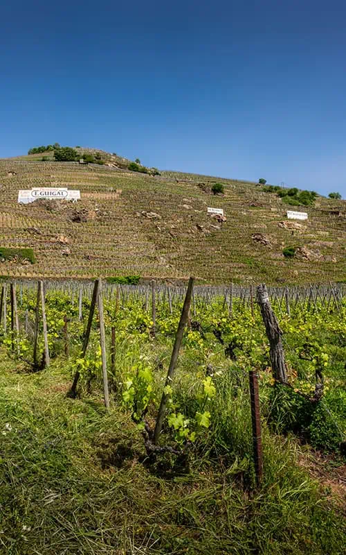 Condrieu Wine Estate
