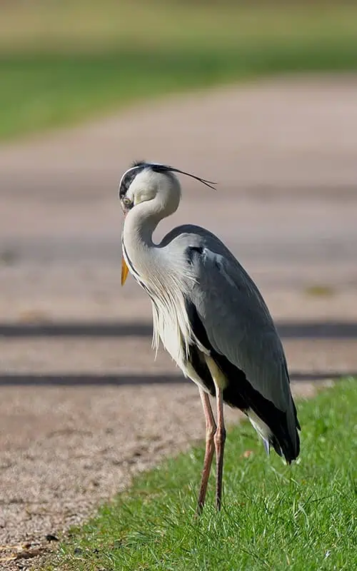 Heron