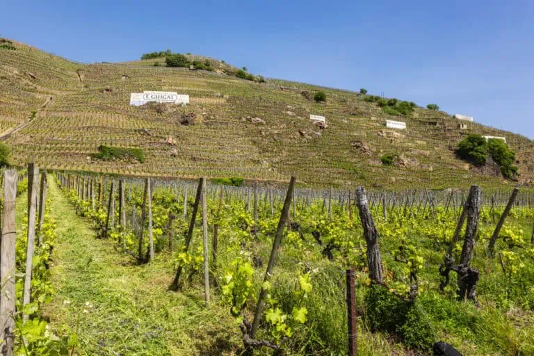 Condrieu View