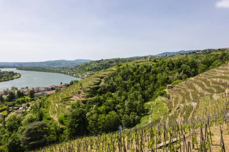 Condrieu View