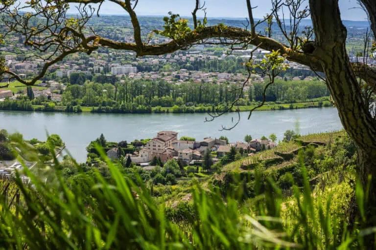 Condrieu View