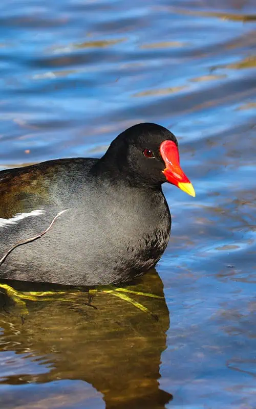 Moorhen